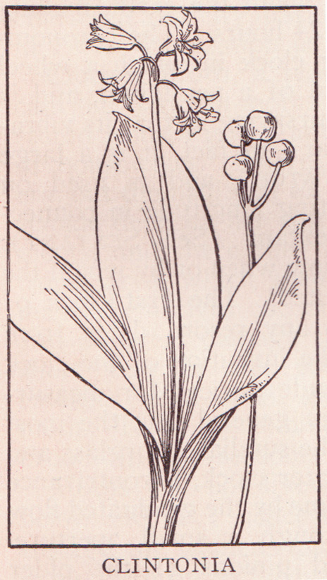 illustration from a plant with the name clinfonia in a rectangular frame