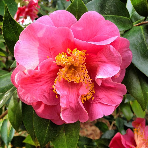close up view of a pink flower with leaves on it