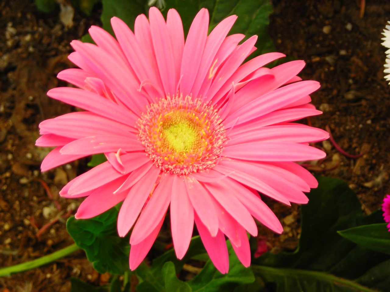 pink flowers sitting next to green leaves on the ground