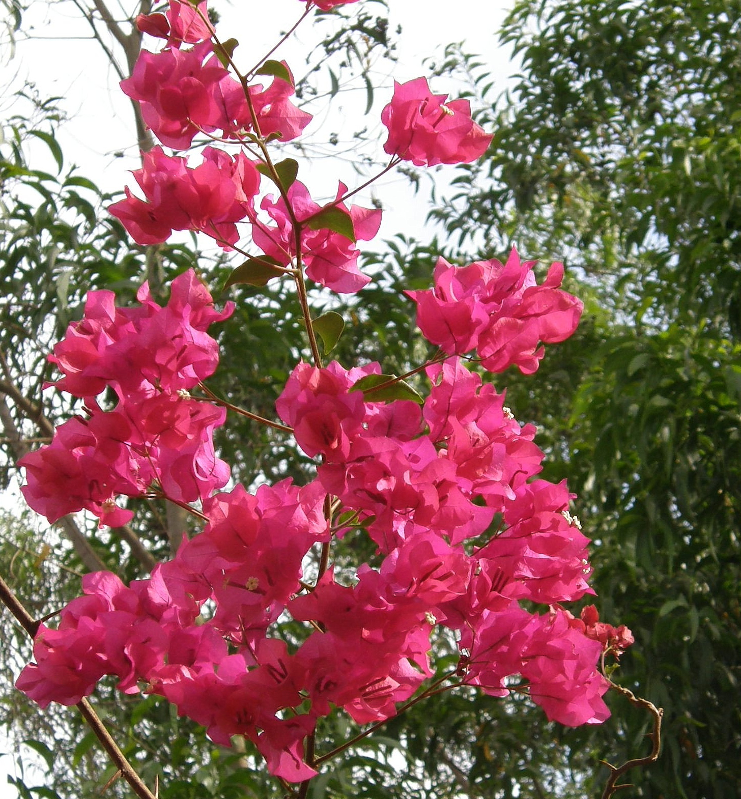 pink flowers in the wind with a sky background