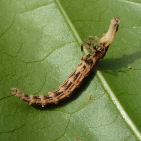 a long horned insect crawling on top of a leaf
