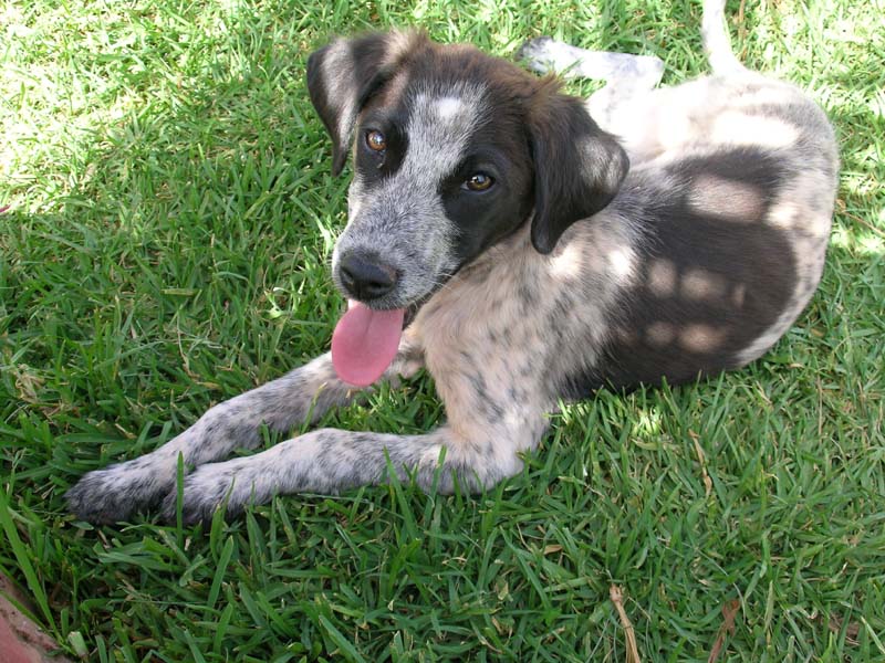 a dog with tongue out laying on the ground