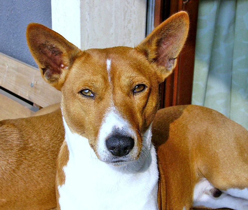 a dog looks at the camera while sitting next to its owner