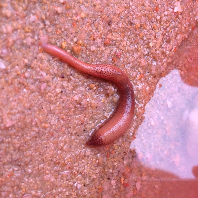 a close up of a worm on some dirt