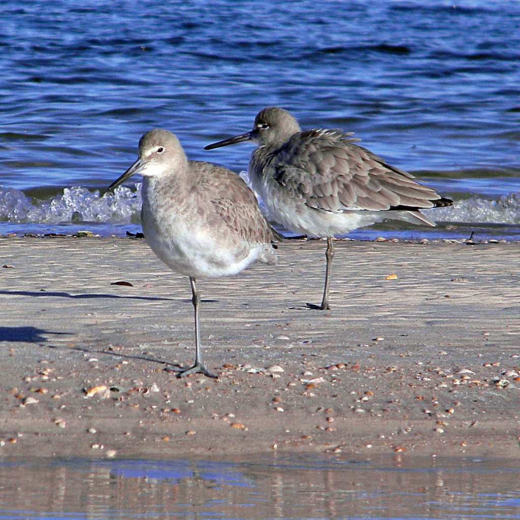 two birds on the beach standing close together