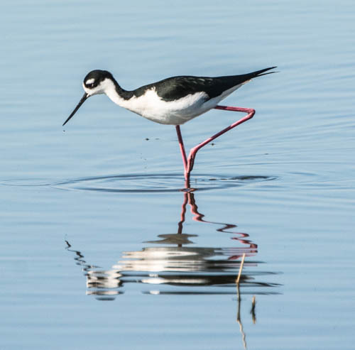 a long legged bird with its legs extended out and the beak in the water