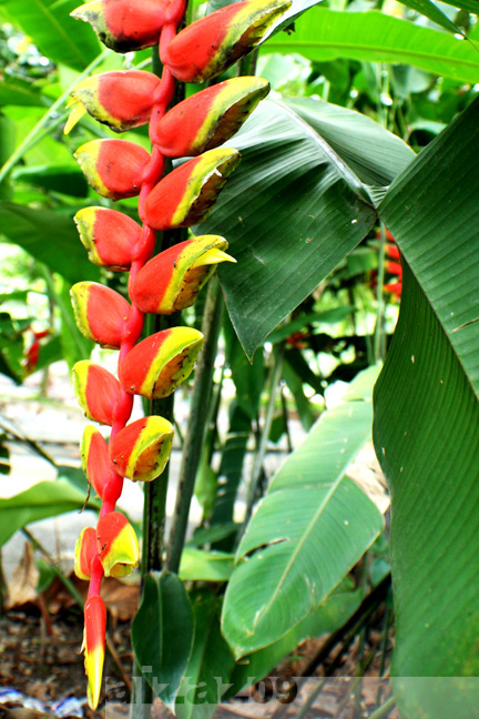 a long leafed plant with very colorful flowers