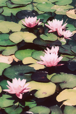 some pink water lilies floating in the water