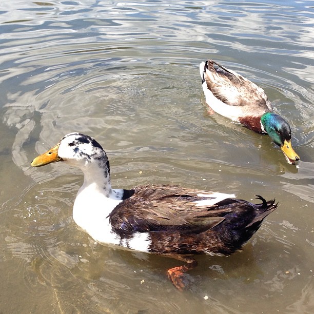 two ducks float in a muddy pond near the shore