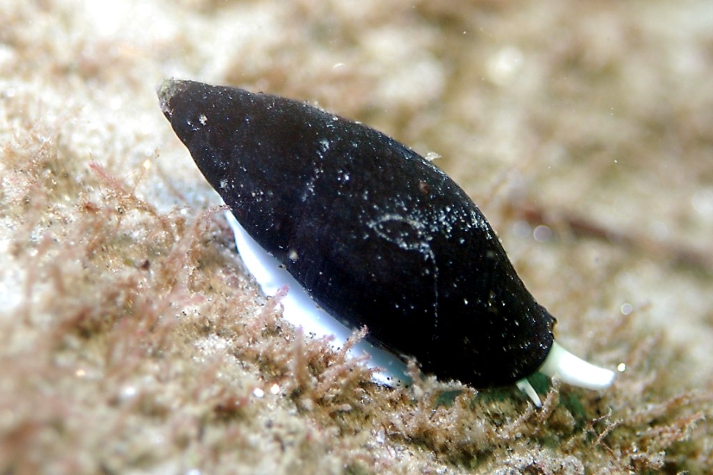 a white and black object that is partially in the sand