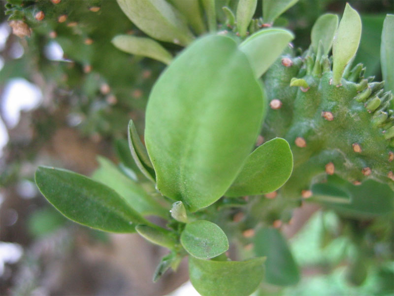close up of green leaves on a plant