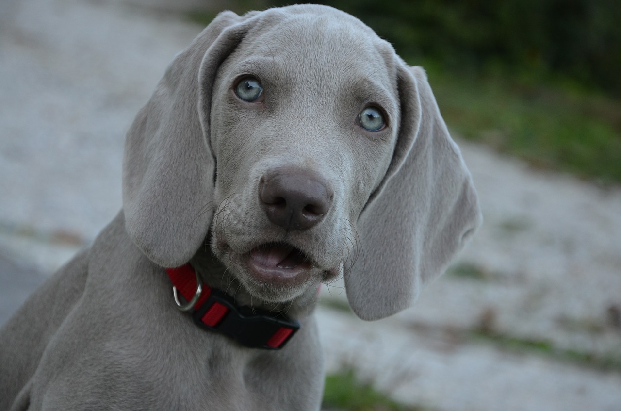 a dog with blue eyes and a collar