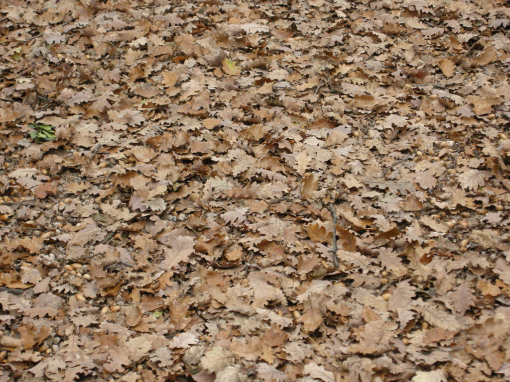 an image of a dog in leaves on the ground