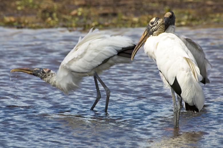 two birds standing in shallow water touching each other