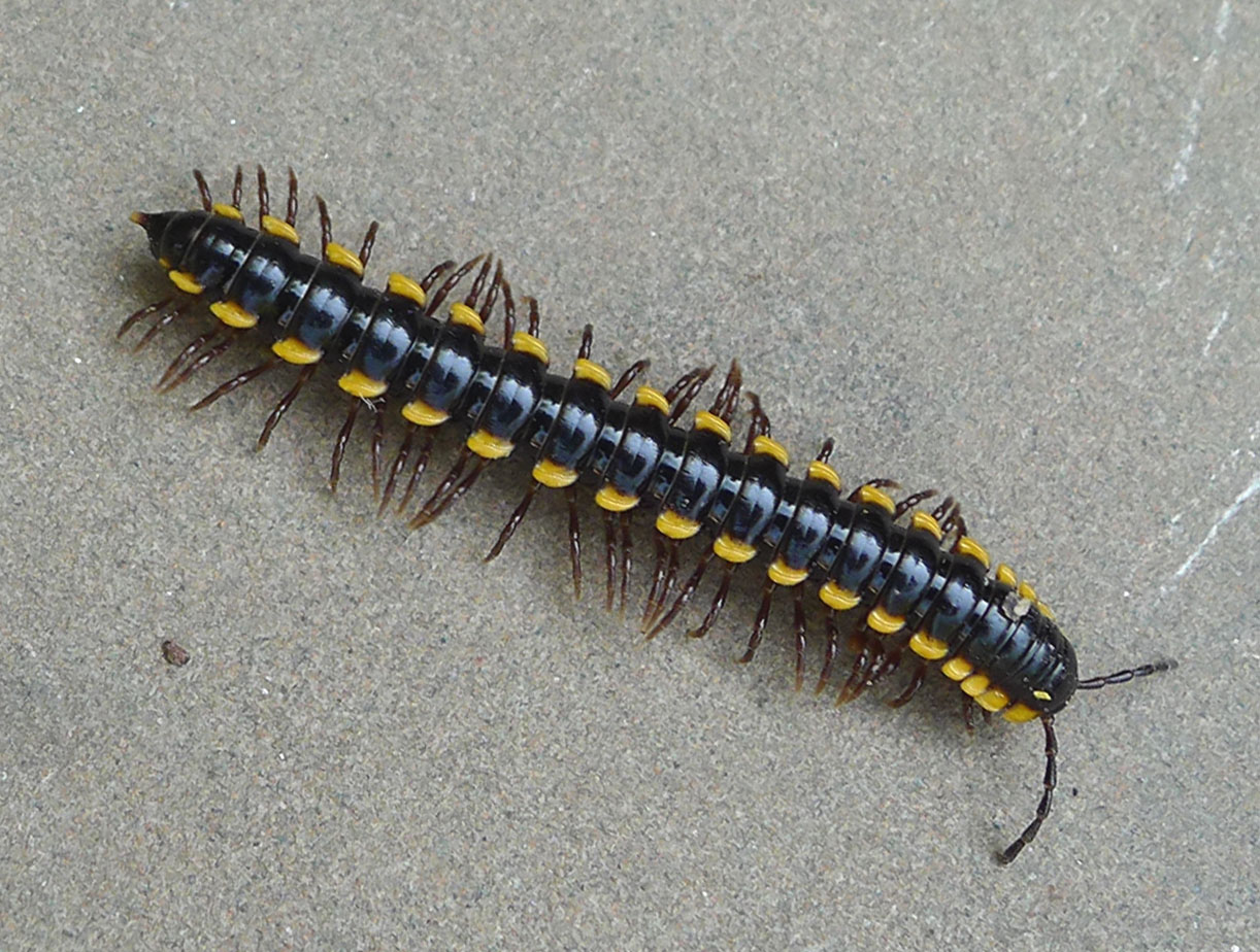 a black and yellow insect laying on top of a sidewalk