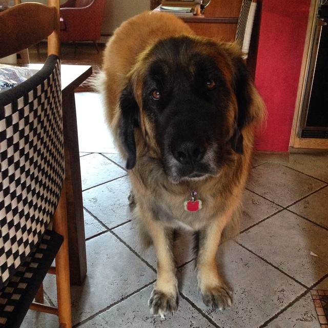 a large dog is sitting under the kitchen table