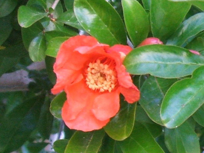 a single bright orange flower on the tree