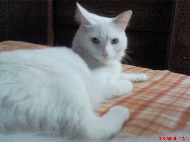 a white cat laying on top of a bed