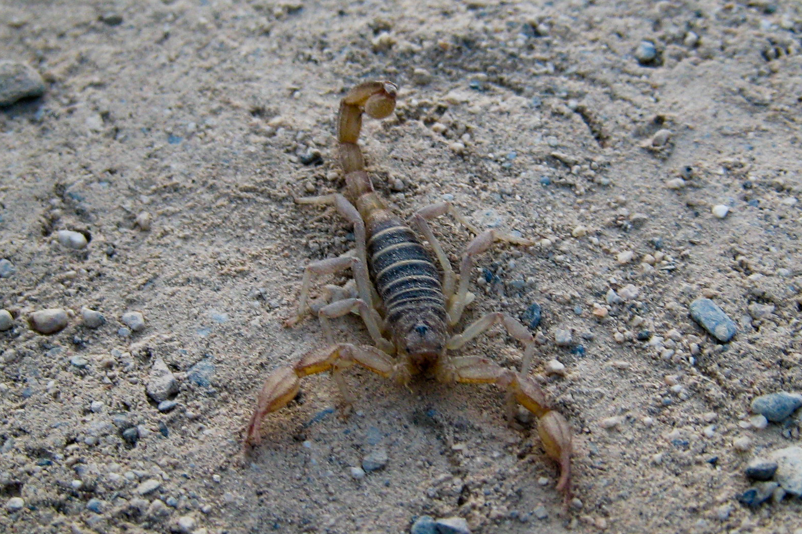 a small scorpion crawling on the ground in the sand