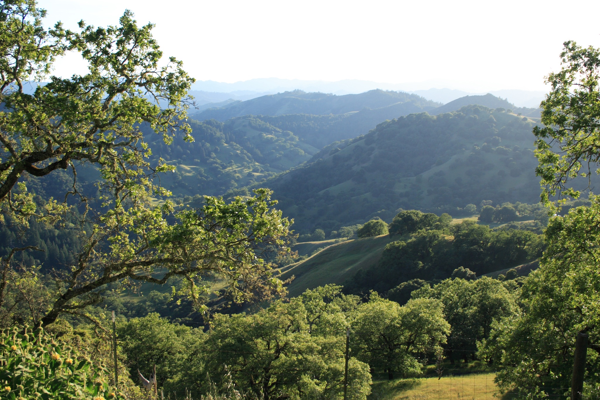 a large mountain side area surrounded by lots of trees