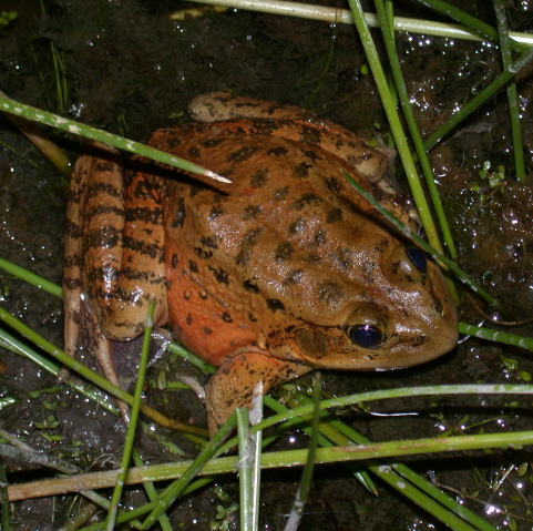 a frog that is sitting on the ground