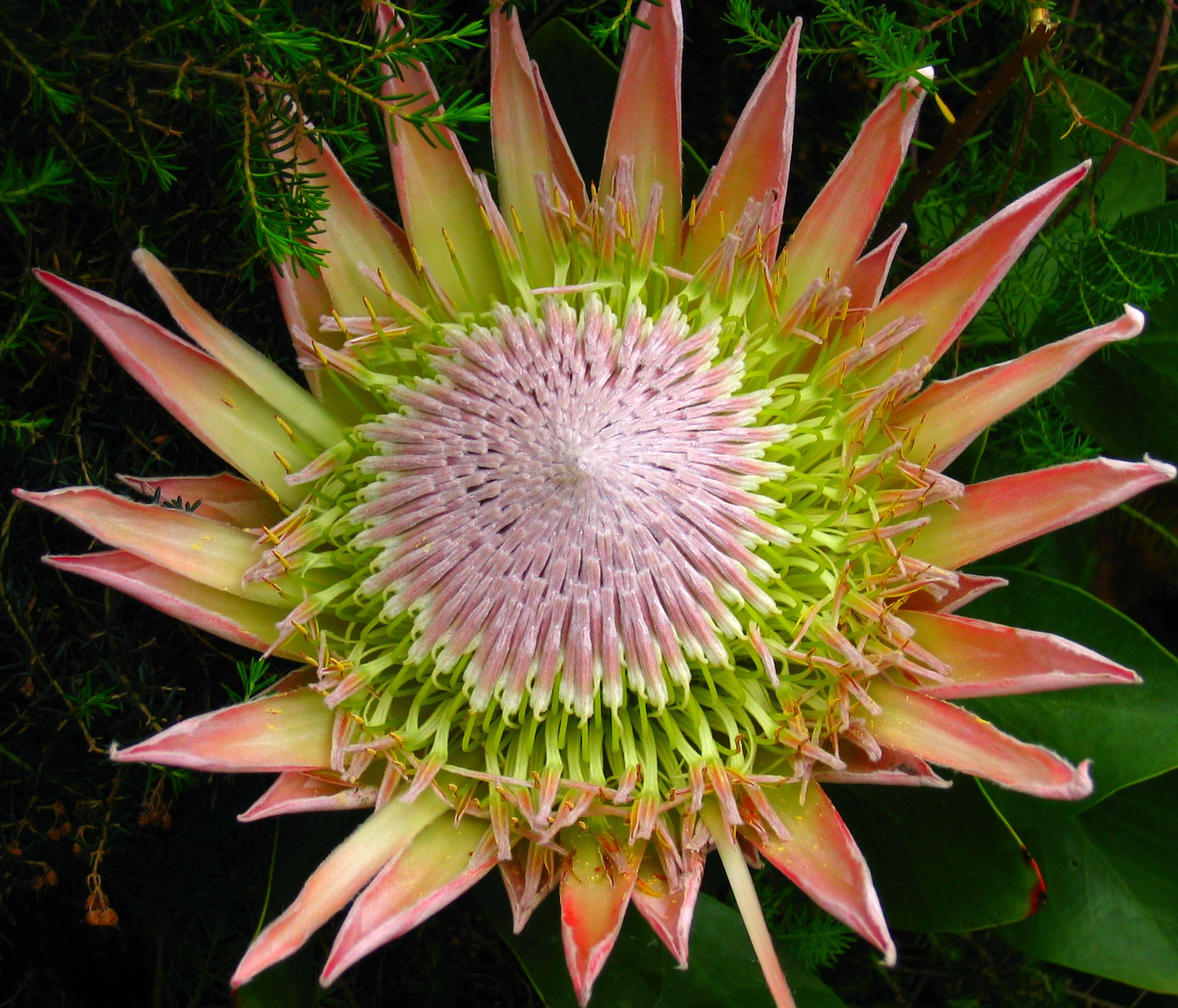 a large pink flower with some green leaves