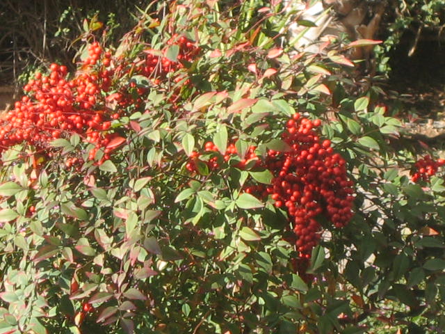 there is an image of a bush with berries on it