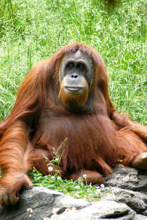 an oranguel resting on rocks with short green grass