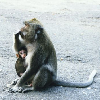 an adult monkey holds the hand of a young baby monkey