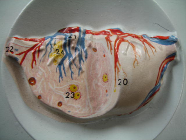 a human heart with  vessels and numbered numbered numbered numbers on its side