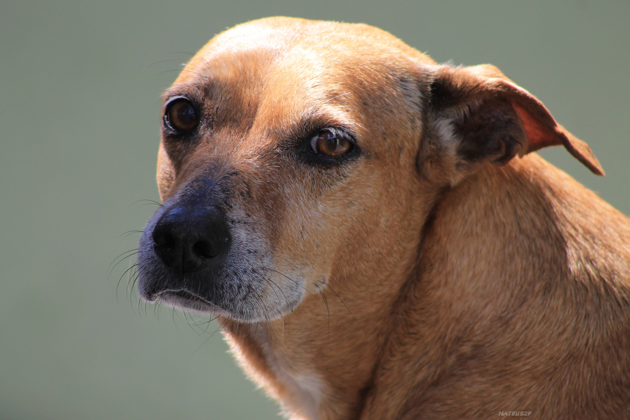 a close - up po of a dog's face with a gray background