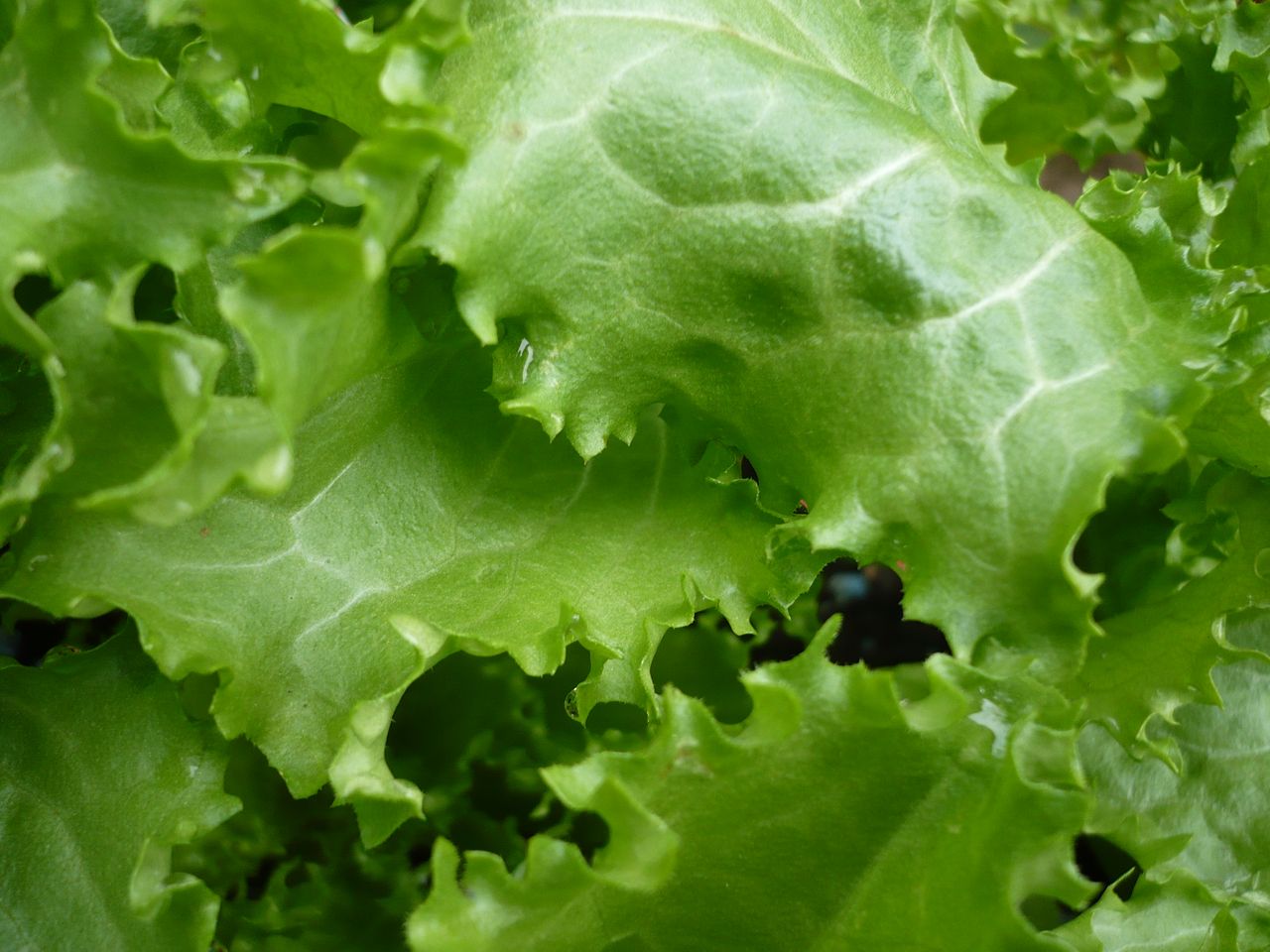 lettuce that has many green leaves in it
