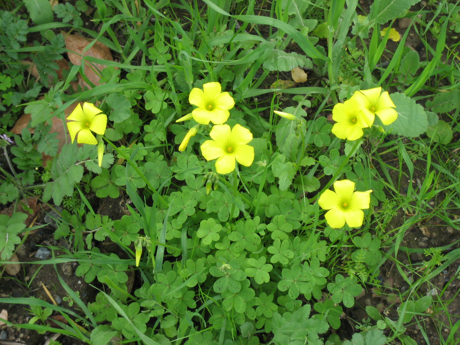a group of yellow flowers sit in the grass