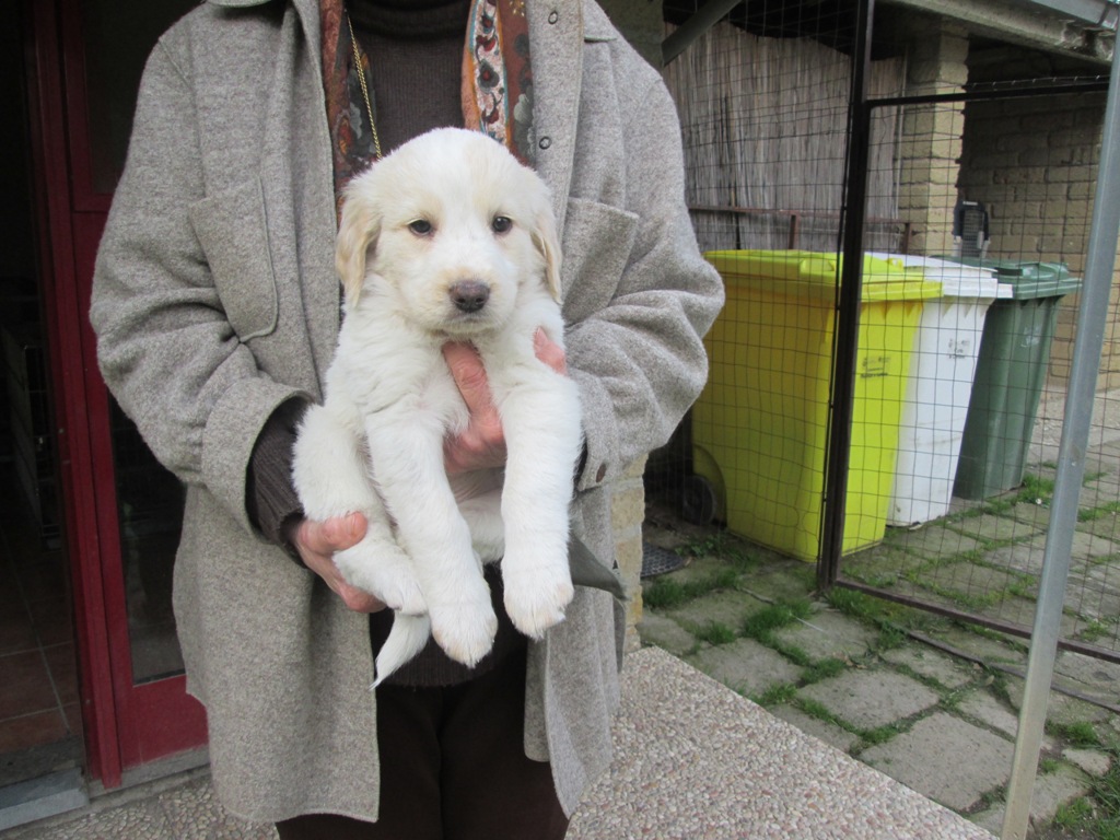 a woman is holding a white dog in her hands