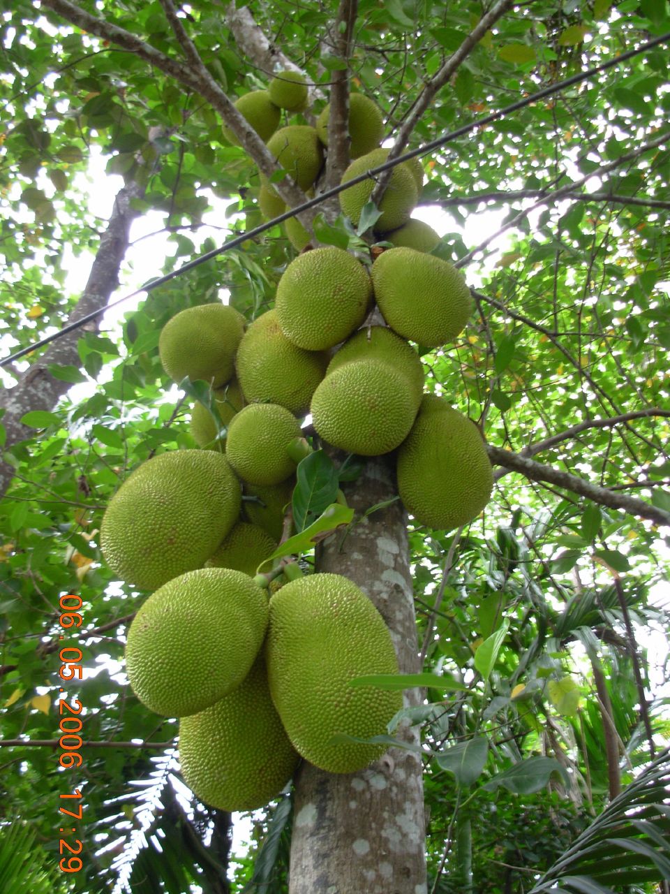 bunch of fruit hanging off a tree in the jungle
