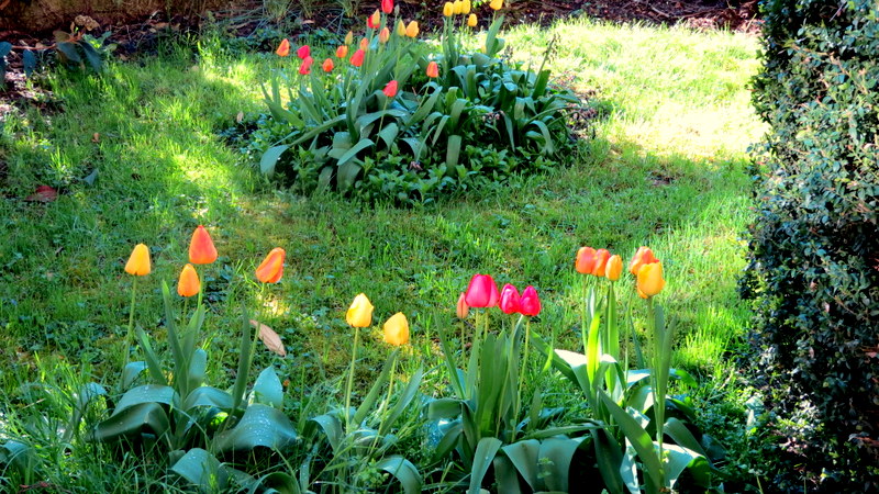 a patch of green grass with flowers in it