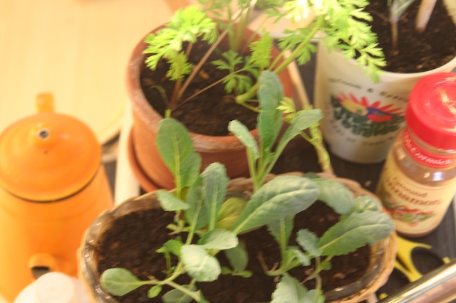 a small group of potted plants sitting in some kind of dish