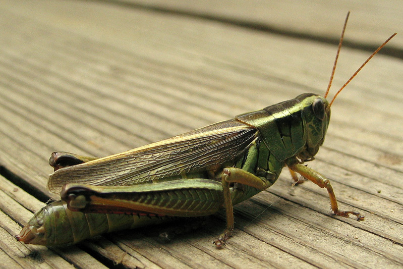 a green and black insect standing on a wooden platform