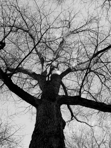 an up close view of trees with no leaves