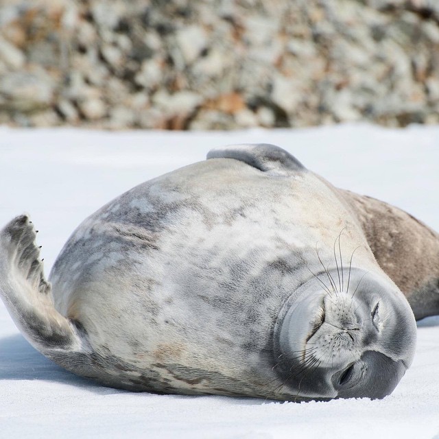 two gray seal puppies are laying down on the snow