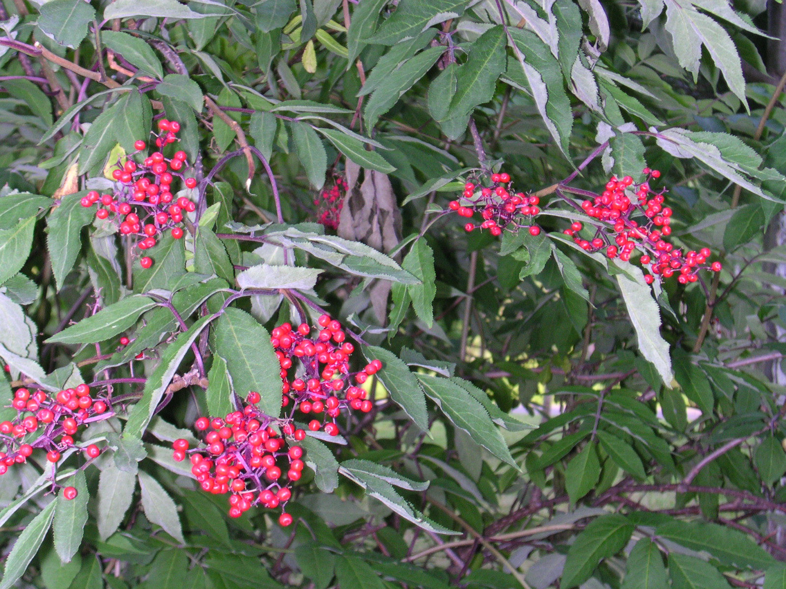 a berry tree is filled with berry on it's nches