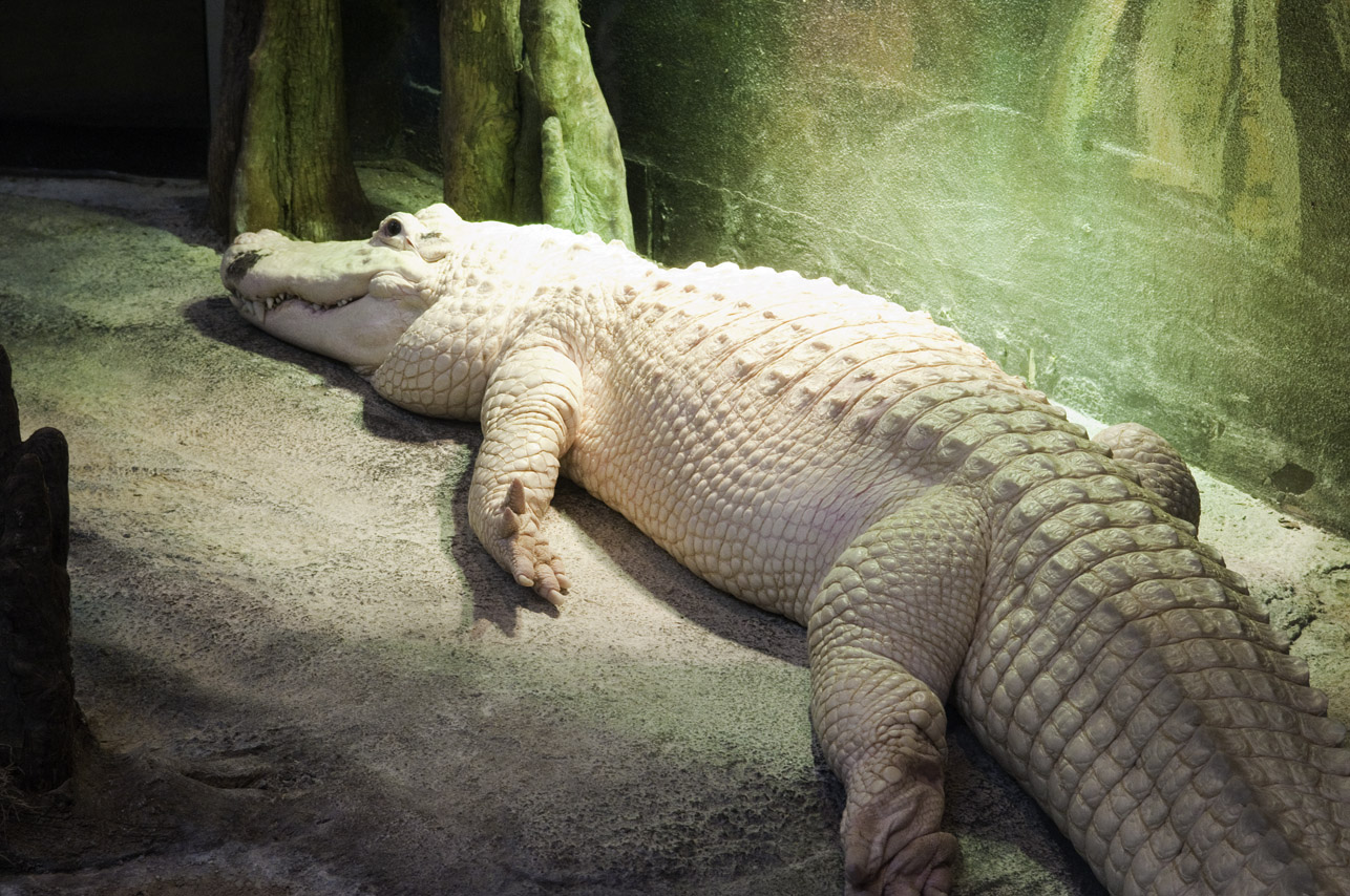 a large alligator laying in an exhibit with its head over the wall