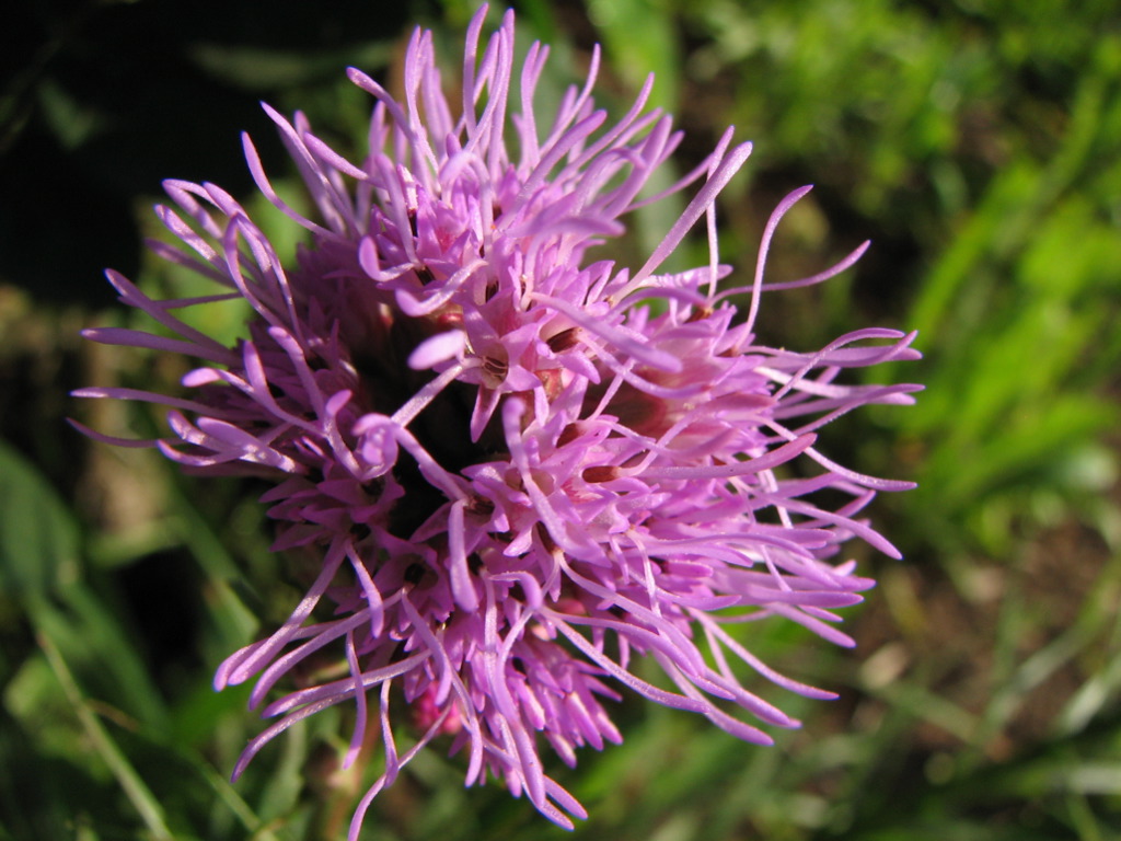 close up of an alliumum flower, taken from above