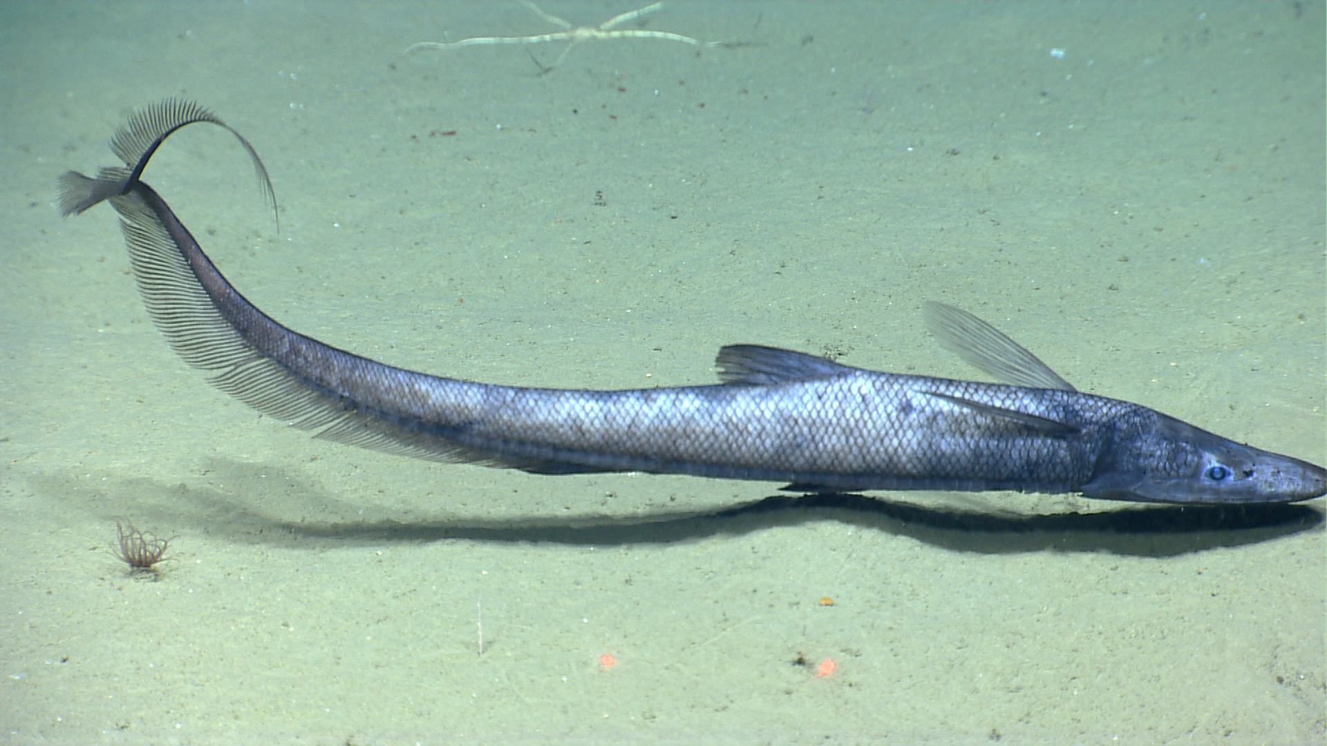 an ocean fish with thin fins in the water