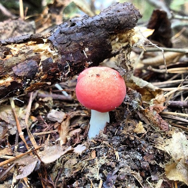 a small red mushroom grows on the ground