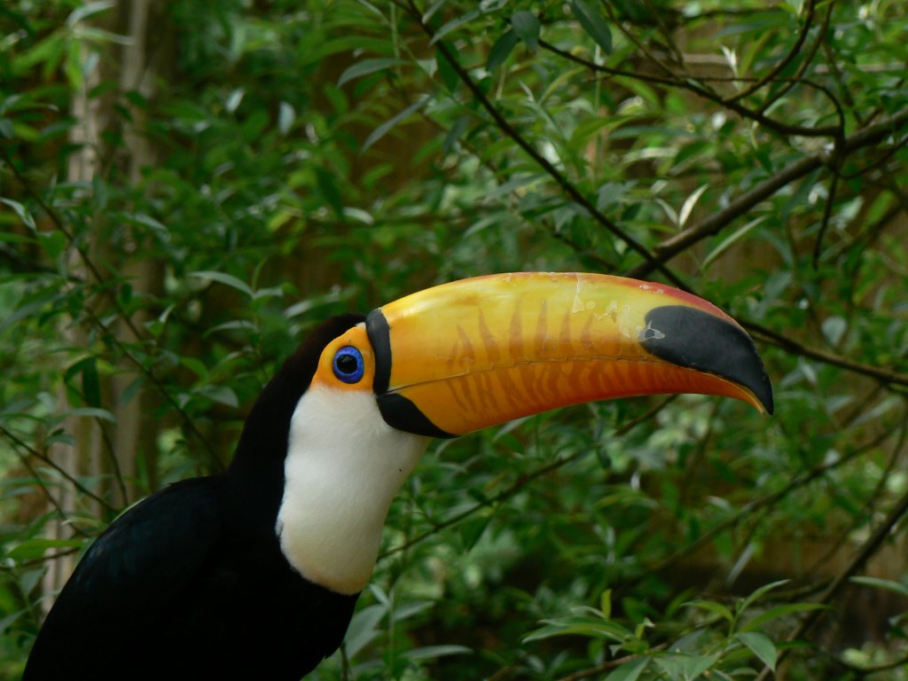 toucan bird sitting on top of a nch in a forest