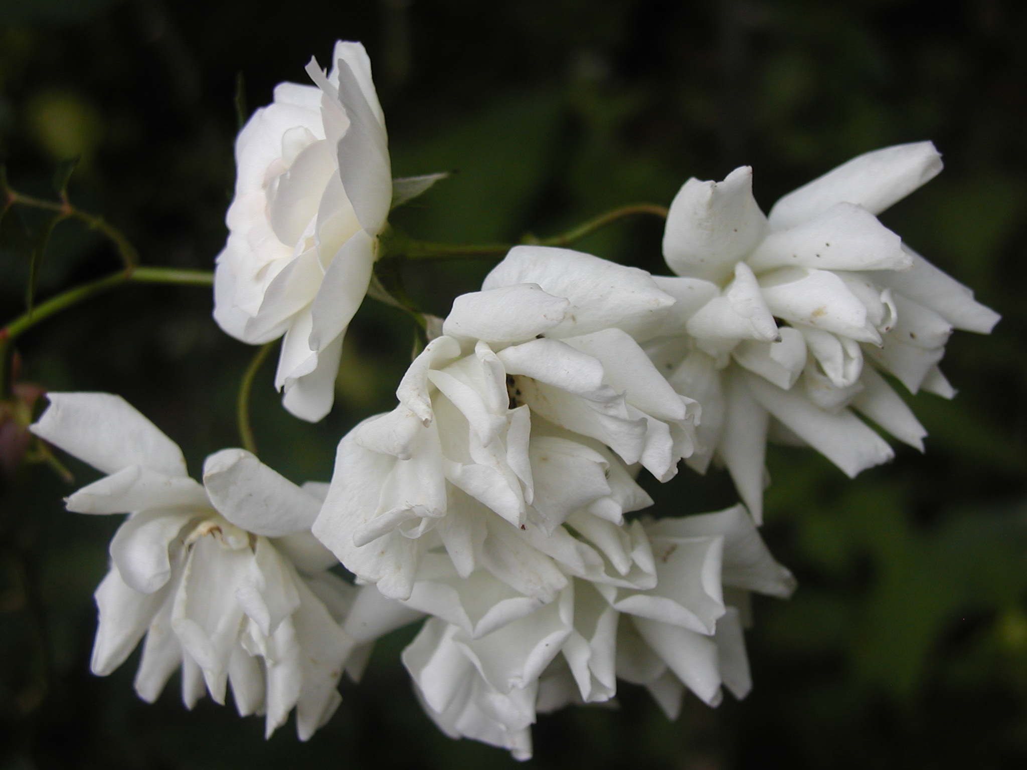 white flowers blooming on the outside of a house