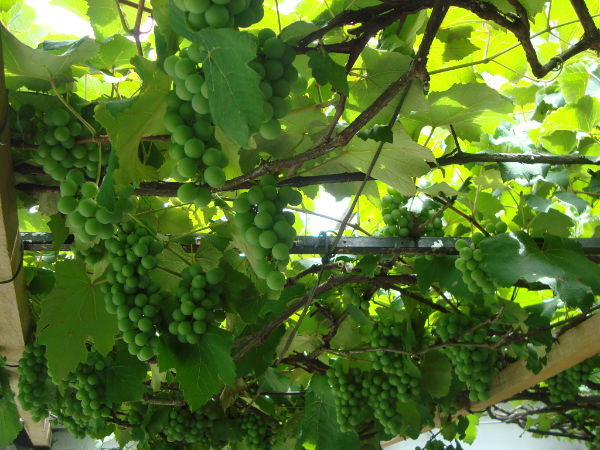 bunches of gs hang from a vine covered trellis