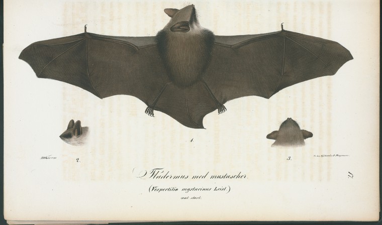 an image of three bats on a sheet