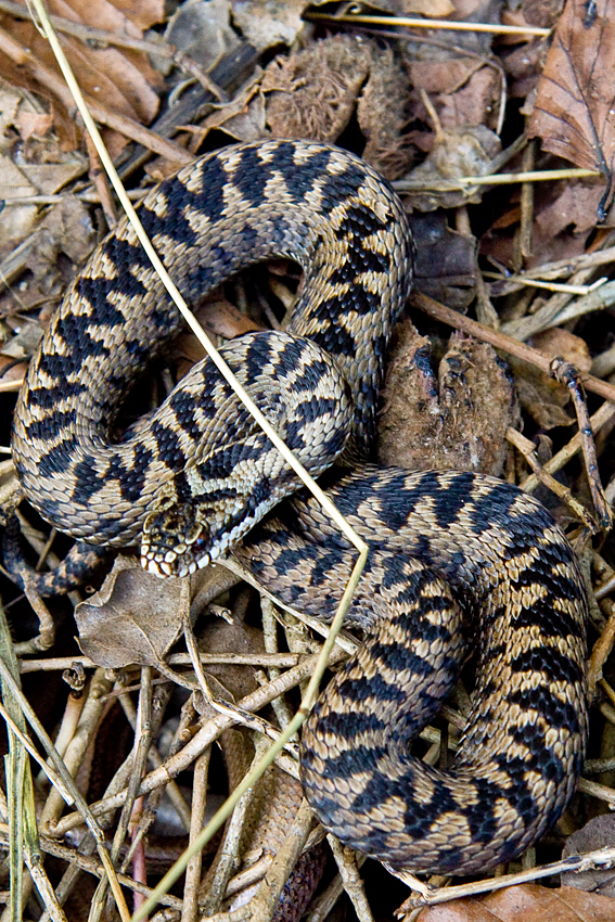 a close up of a snake on the ground